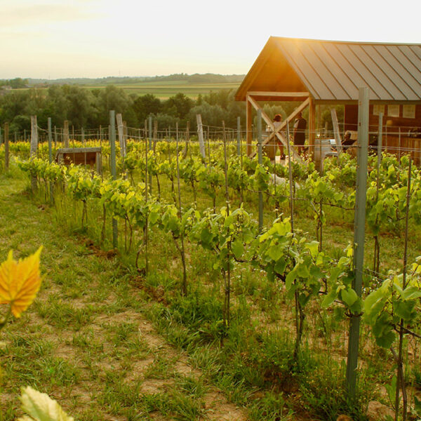 Szlak świętokrzyskich winnic