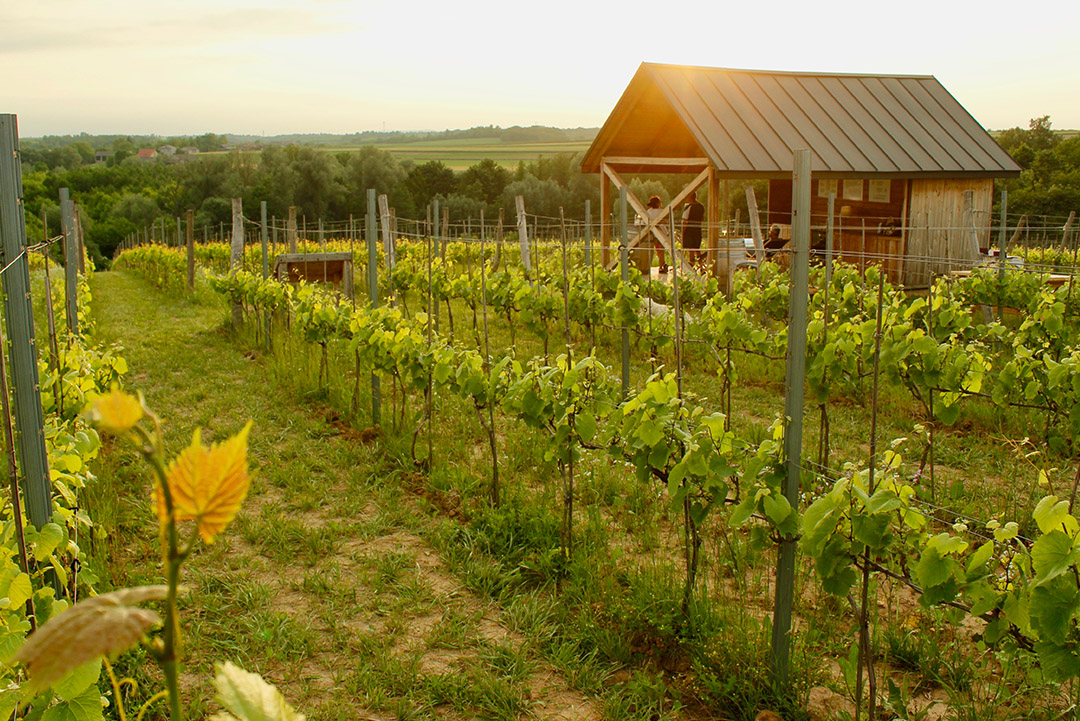 Szlak świętokrzyskich winnic