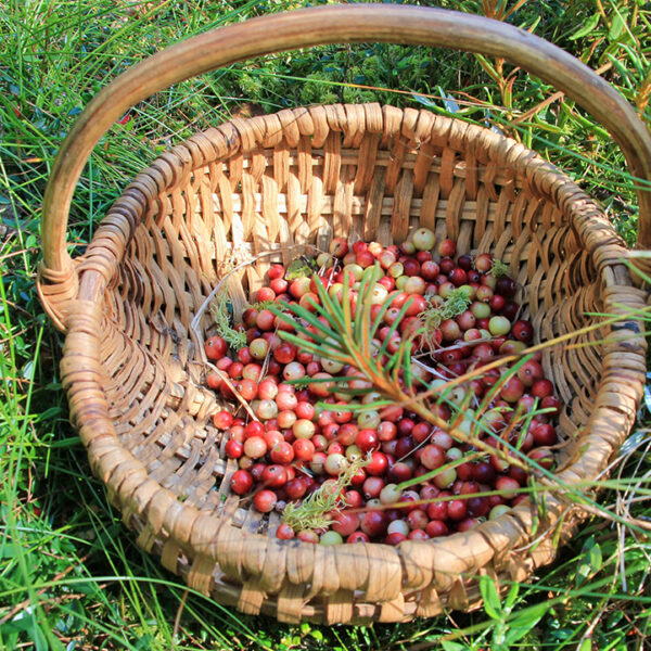 Szlak Kaszubskiej Żurawiny