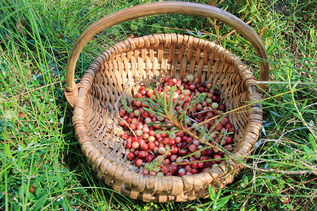Szlak Kaszubskiej Żurawiny